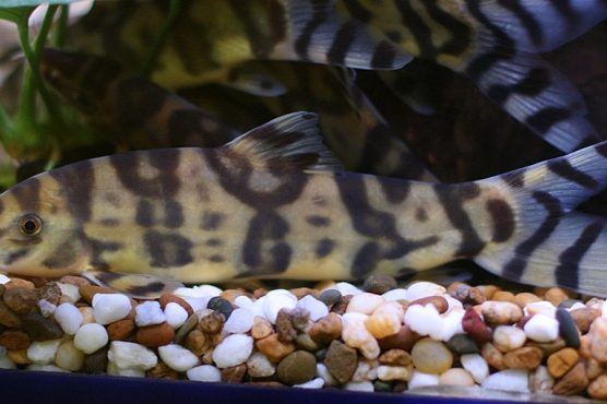 How To Care For Yoyo Loach