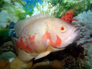 Read more about the article HOW TO CARE FOR OSCAR FISH