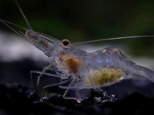 Read more about the article GHOST SHRIMP COMPLETE CARE GUIDE
