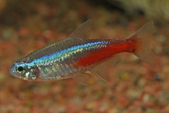 HOW TO CARE FOR NEON TETRA