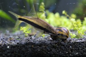 Read more about the article HOW TO CARE FOR SIAMESE ALGAE EATER