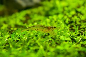 Read more about the article (2022) AMANO SHRIMP COMPLETE CARE GUIDE