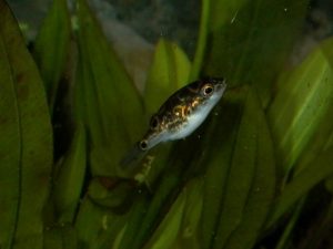 Read more about the article (2022) PEA PUFFER COMPLETE CARE GUIDE