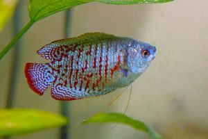 Read more about the article (2022) DWARF GOURAMI COMPLETE CARE GUIDE