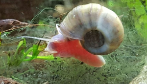 Read more about the article (2022) WHAT TO DO WITH FRESHWATER SNAIL EGGS IN AQUARIUMS