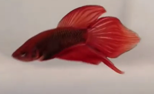Read more about the article (2022) VEILTAIL BETTA FISH COMPLETE GUIDE